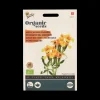 Buzzy® Mexikanische Bio-Samtblume