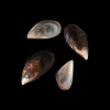 Miesmuscheln