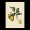 Poster 50 X 70