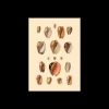 Poster 15 X 21