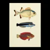 Poster 50 X 70