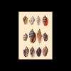 Poster 15 X 21