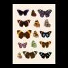 Poster 50 X 70