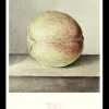 Poster Pfirsich 40 X 50